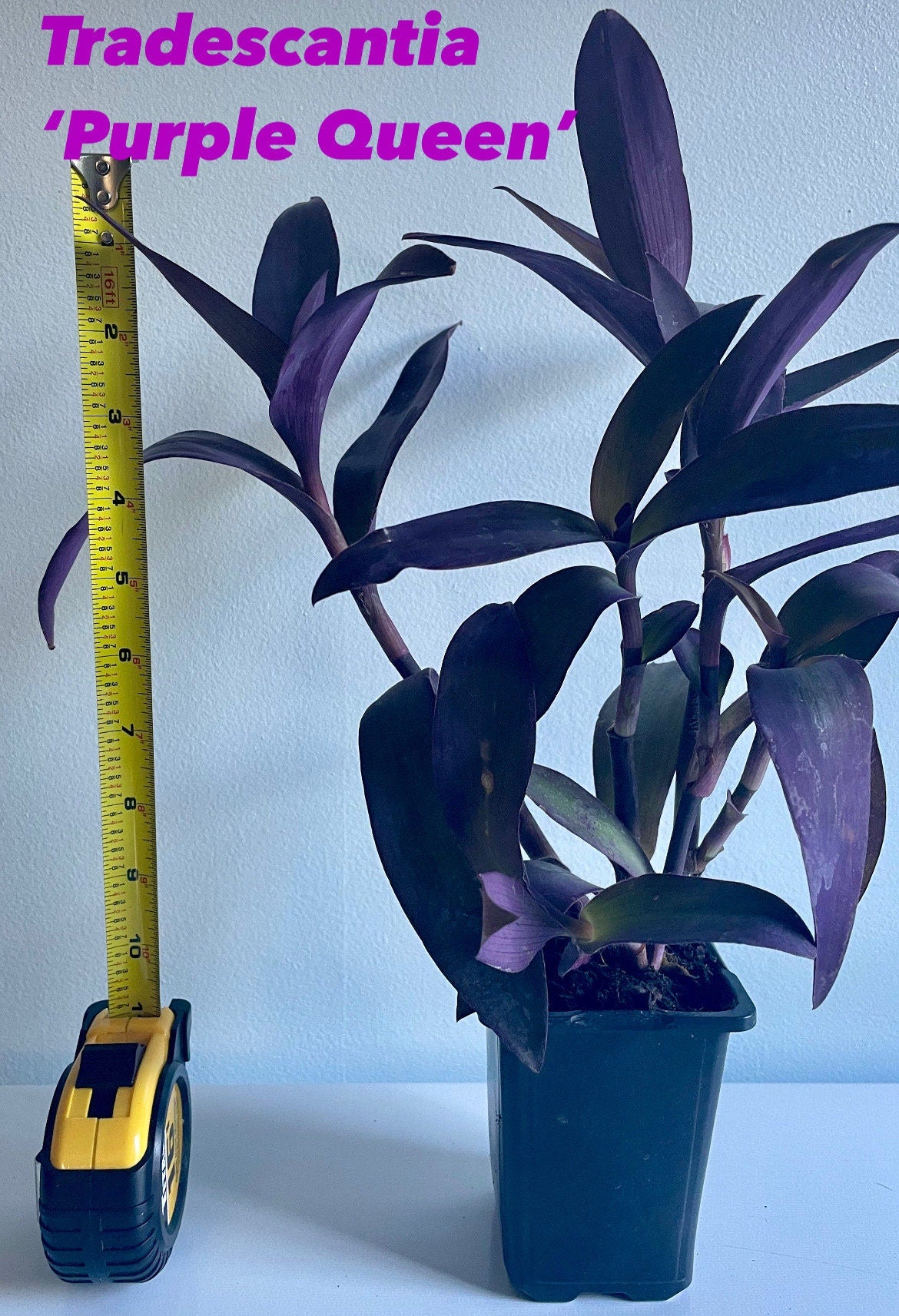 Tradescantia Setcreasea pallida ‘Purple Heart' or ‘Purple Queen’ Houseplant trailing hanging basket plant