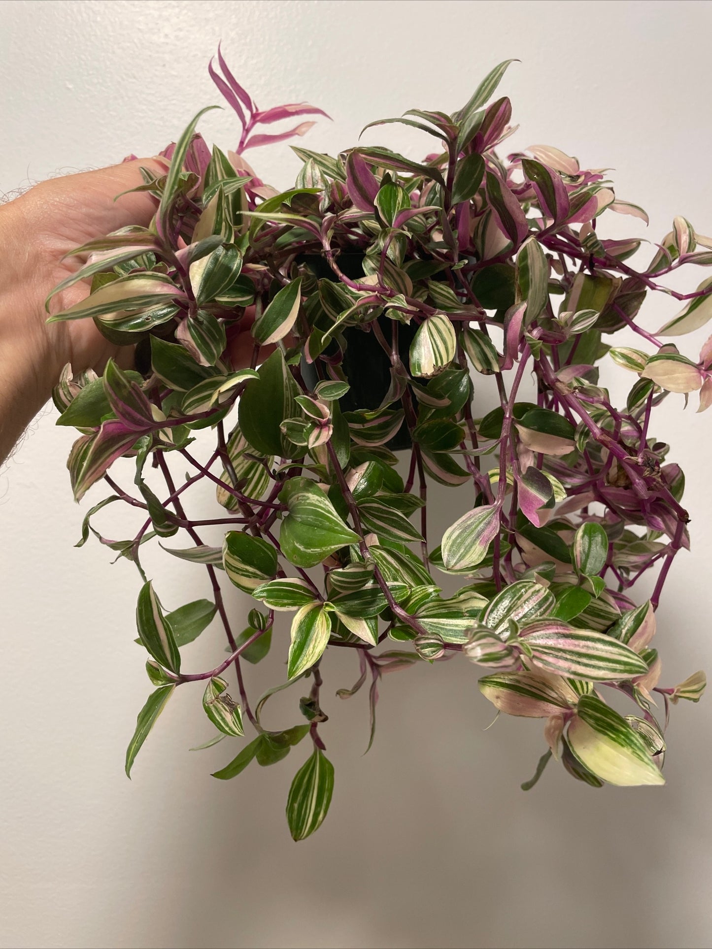 Tradescantia mundala 'Lisa' trailing houseplant x3 starter plug plants plus heat pack