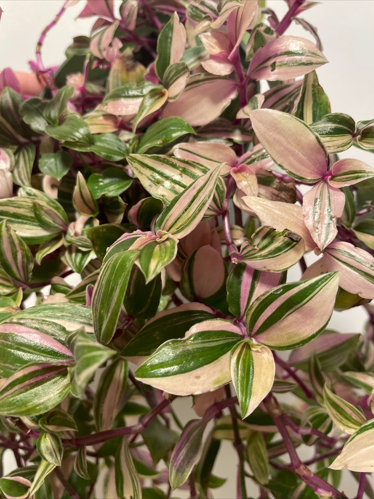 Tradescantia mundala 'Lisa' trailing houseplant x3 starter plug plants plus heat pack