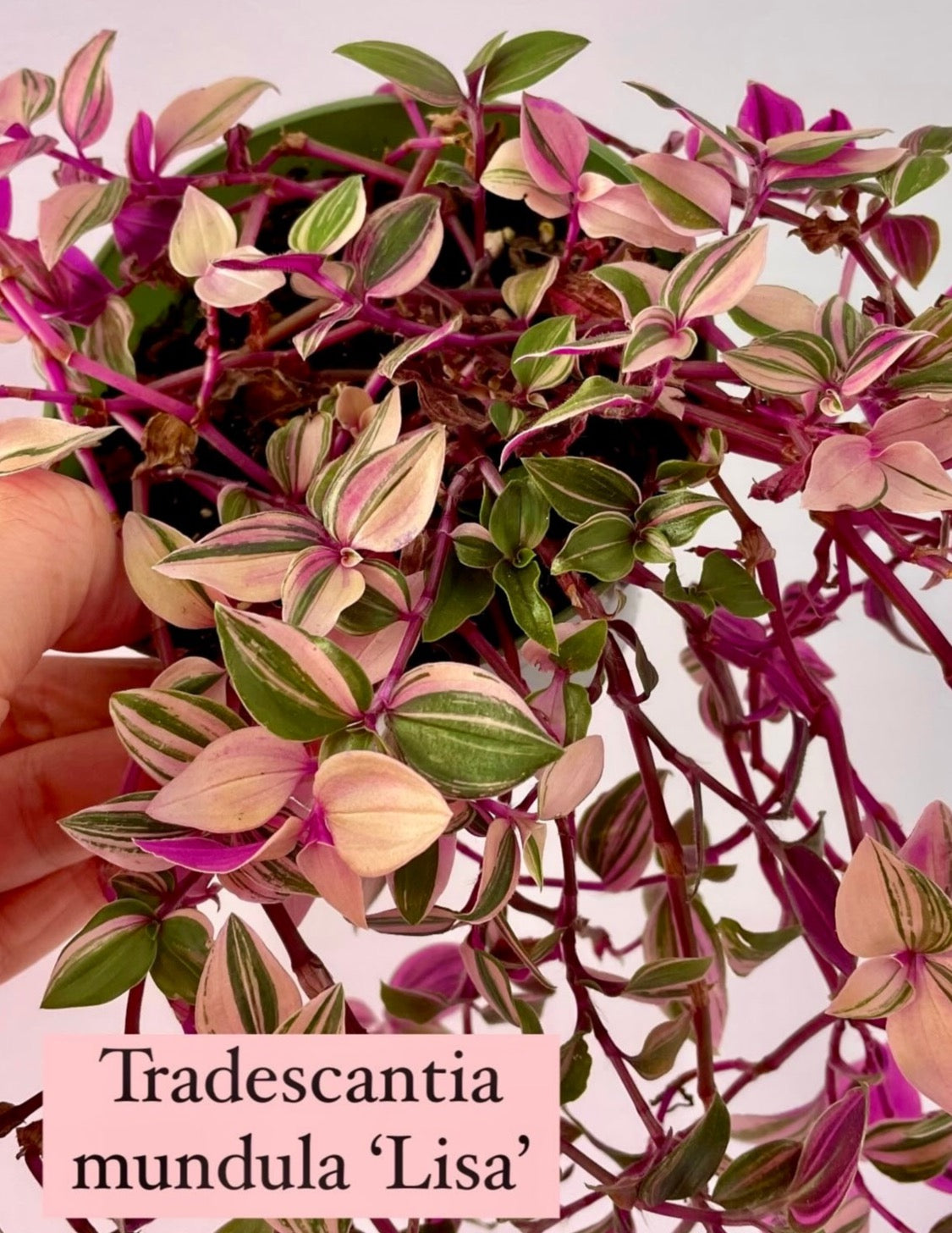 Tradescantia mundala 'Lisa' trailing houseplant x3 starter plug plants plus heat pack