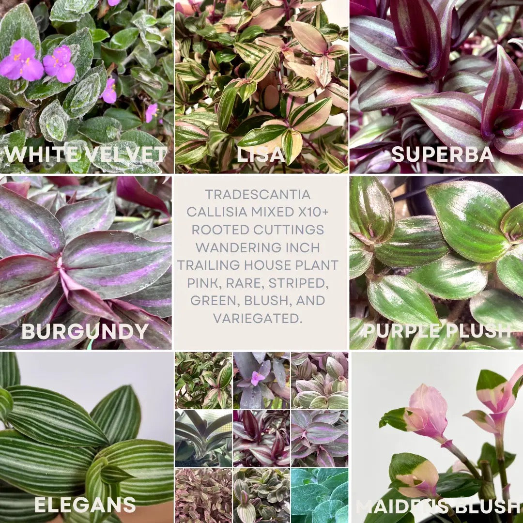 Tradescantia mix 10 rooted Cuttings Inch House Plant Shipping +Heat Pack