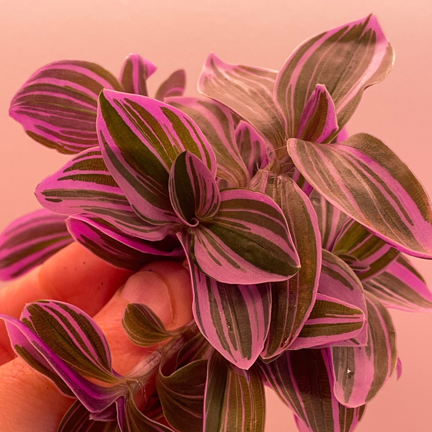 Rainbow Tradescantia Valentine Collection Inch plant Cuttings plus heat pack