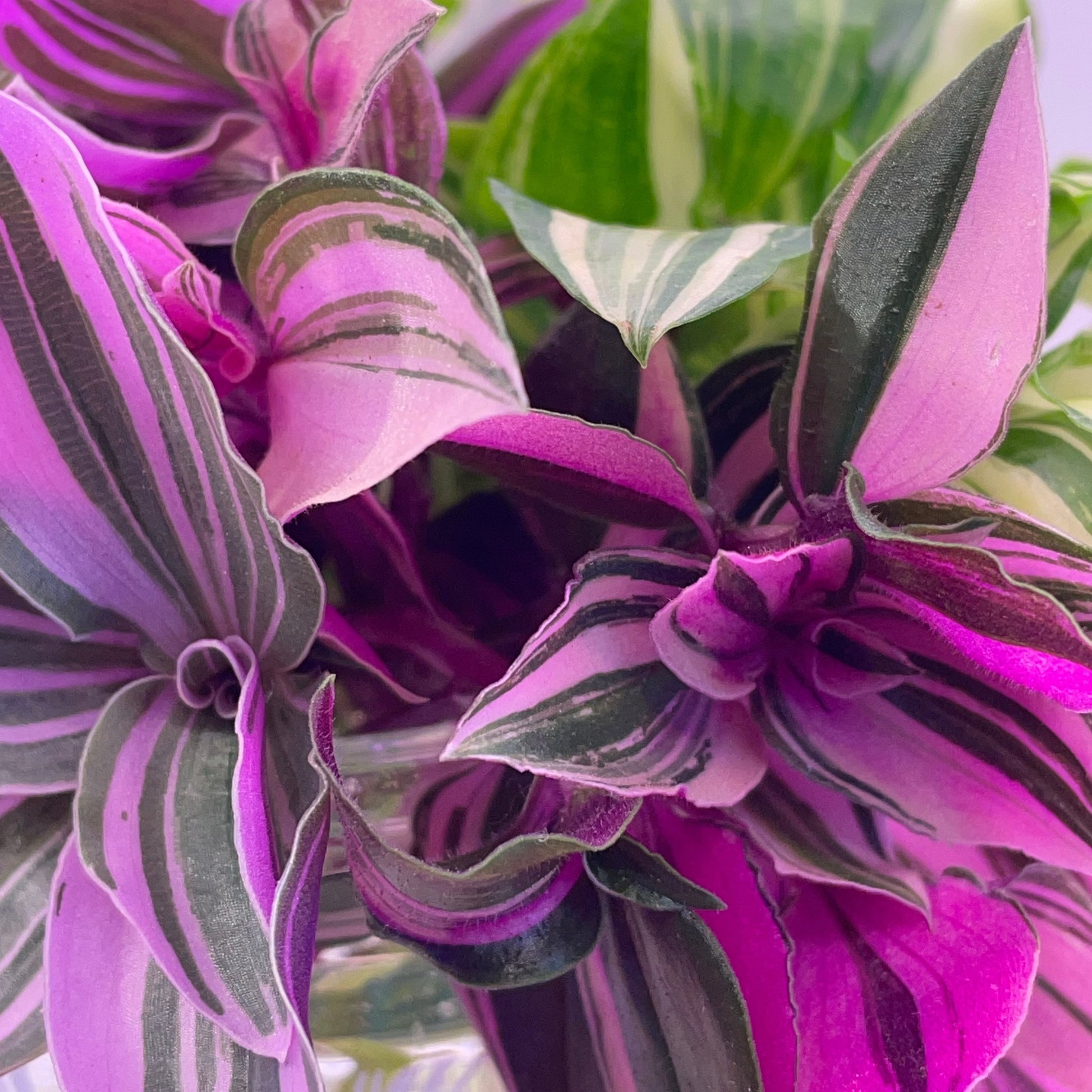 tradescantia valentine rainbow colection