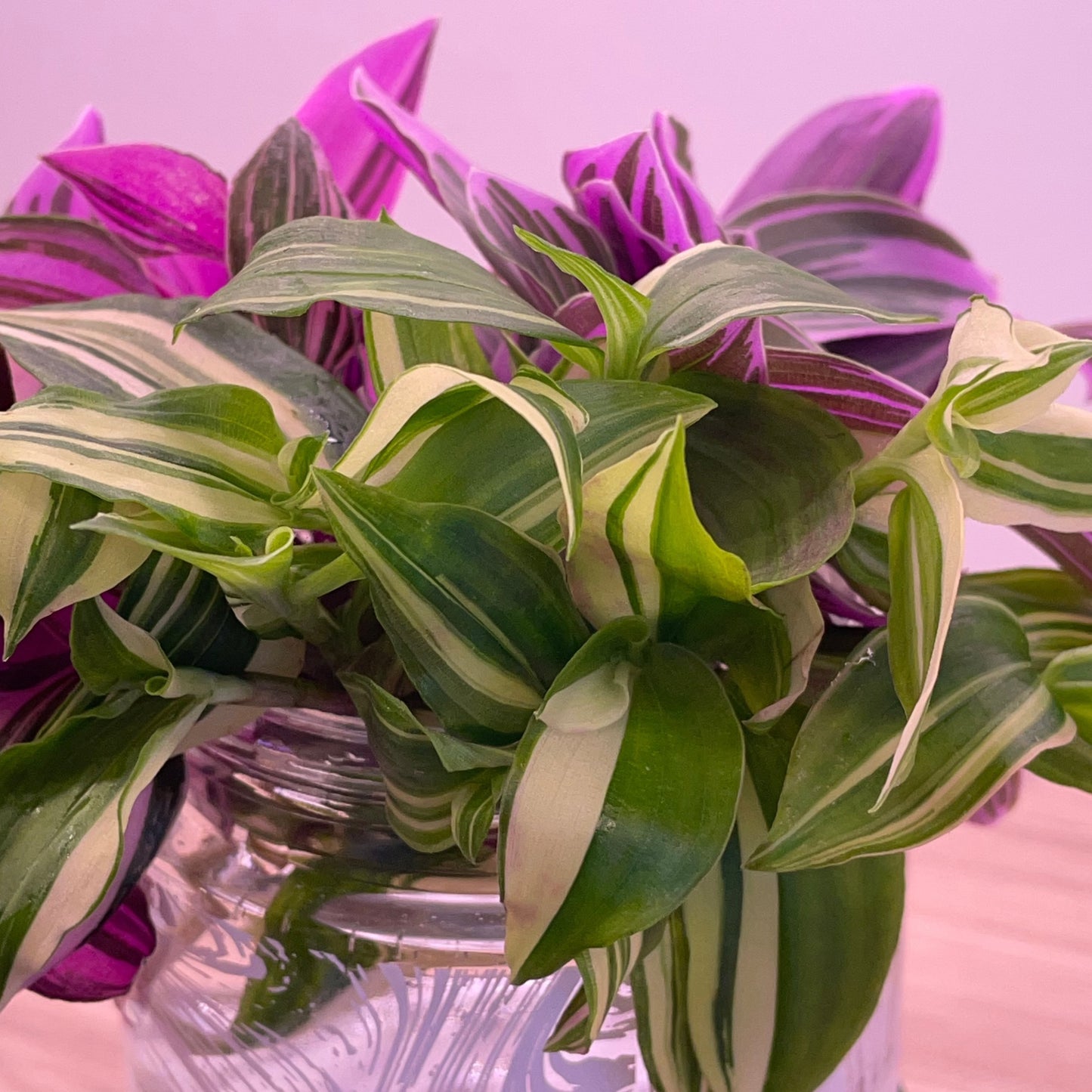 Rainbow Tradescantia Valentine Collection Inch plant Cuttings plus heat pack