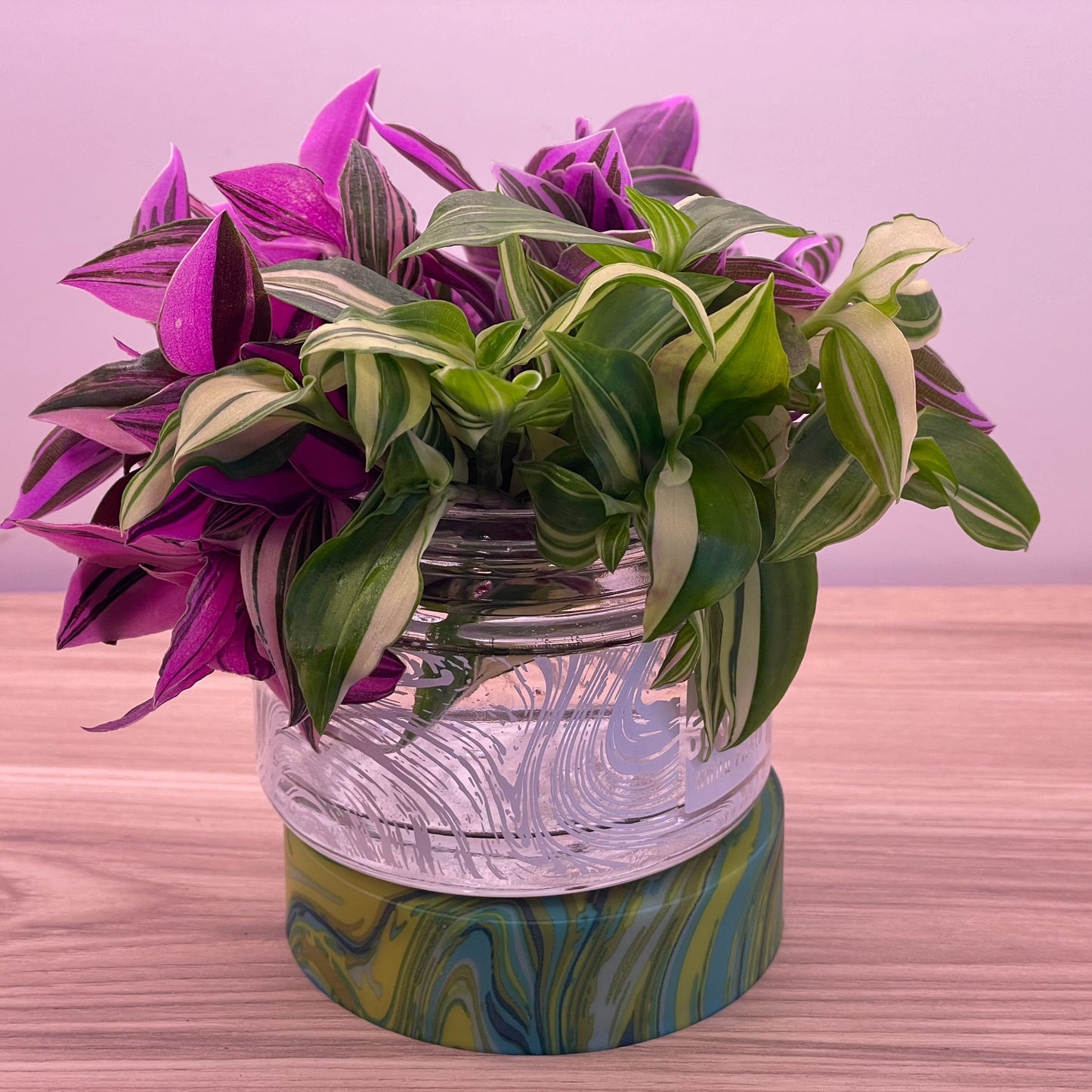 Rainbow Tradescantia Valentine Collection Inch plant Cuttings plus heat pack