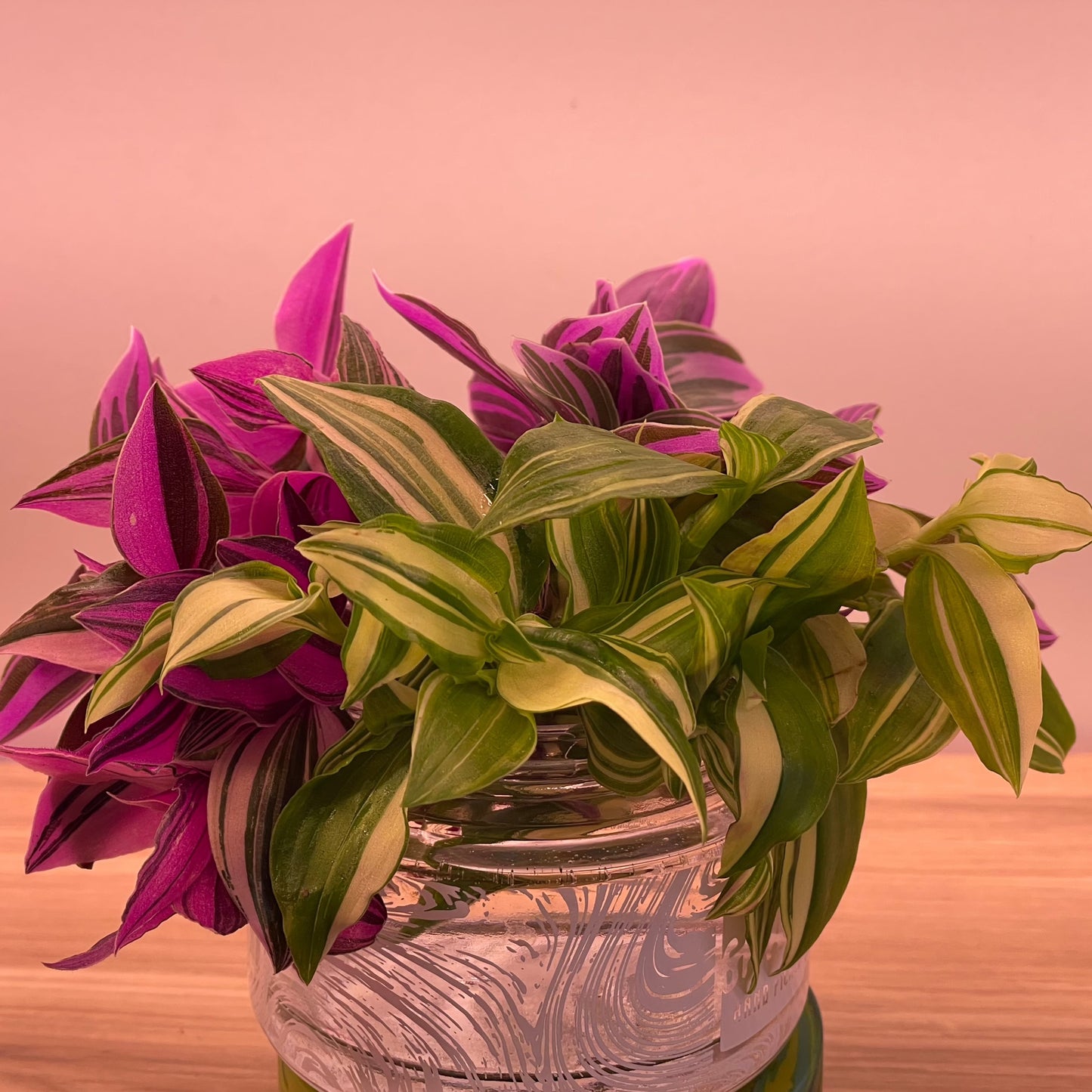 Rainbow Tradescantia Valentine Collection Inch plant Cuttings plus heat pack