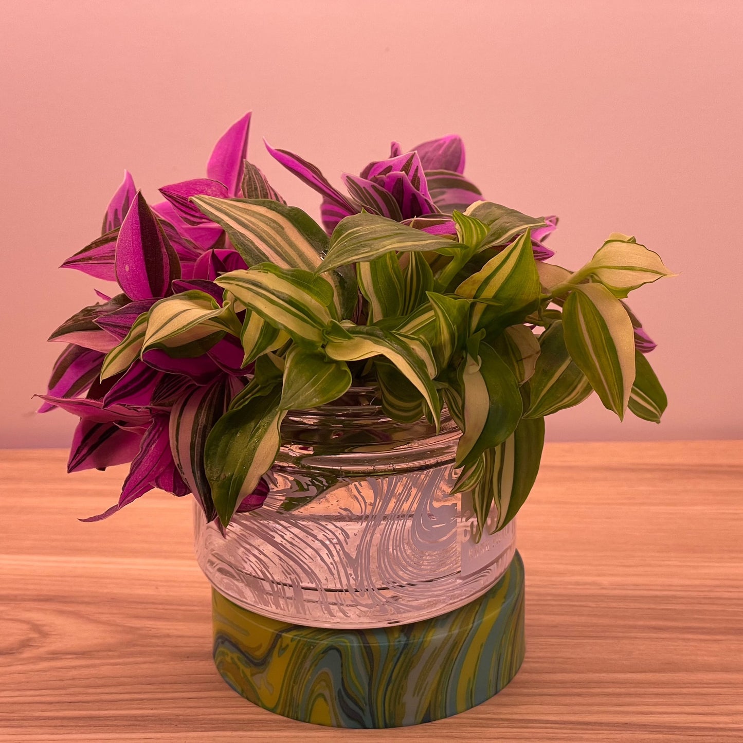 Rainbow Tradescantia Valentine Collection Inch plant Cuttings plus heat pack