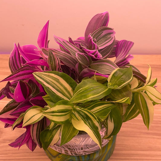 Rainbow Tradescantia Valentine Collection Inch plant Cuttings plus heat pack