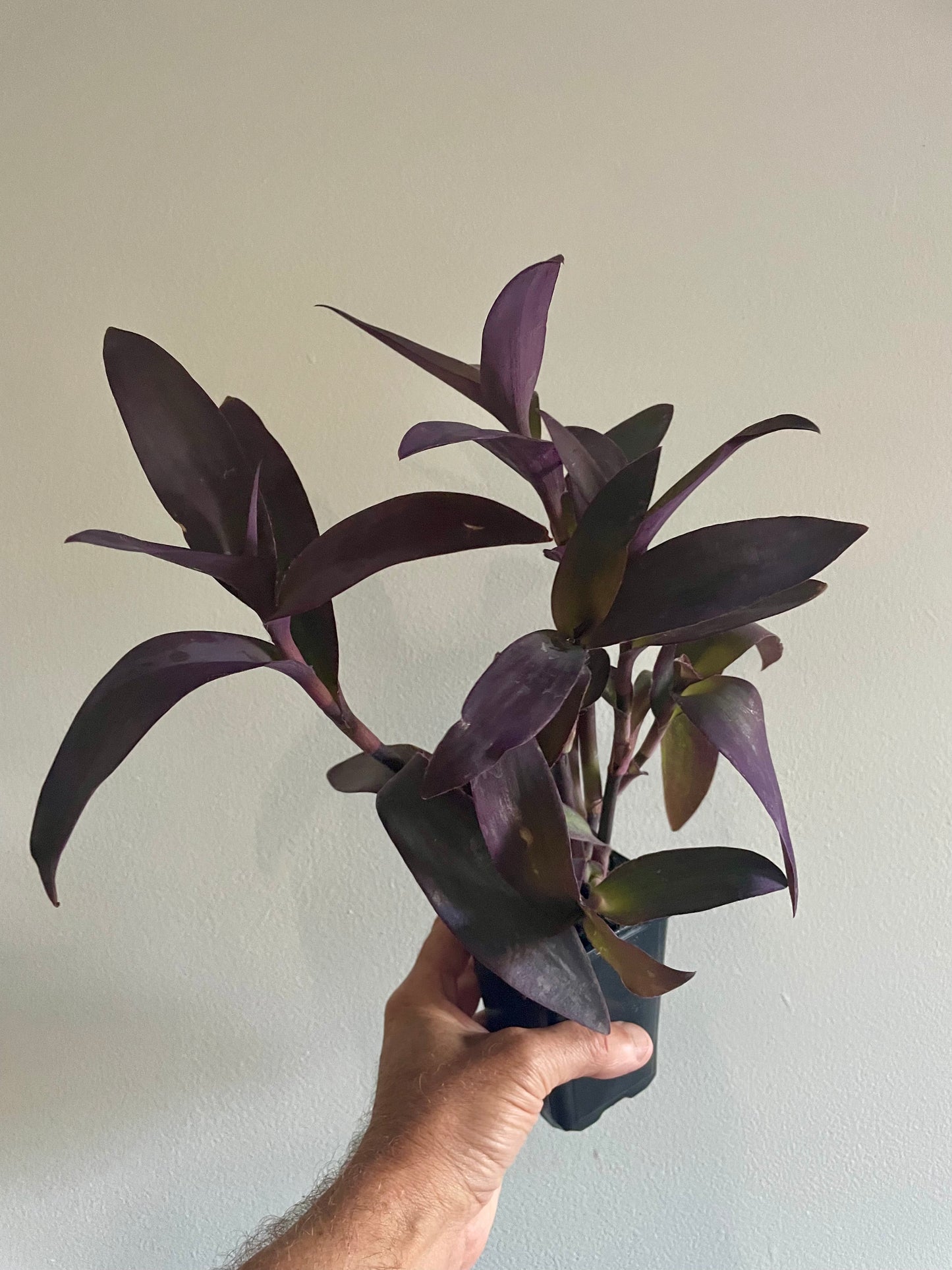 Tradescantia Setcreasea pallida ‘Purple Heart' or ‘Purple Queen’ Houseplant trailing hanging basket plant