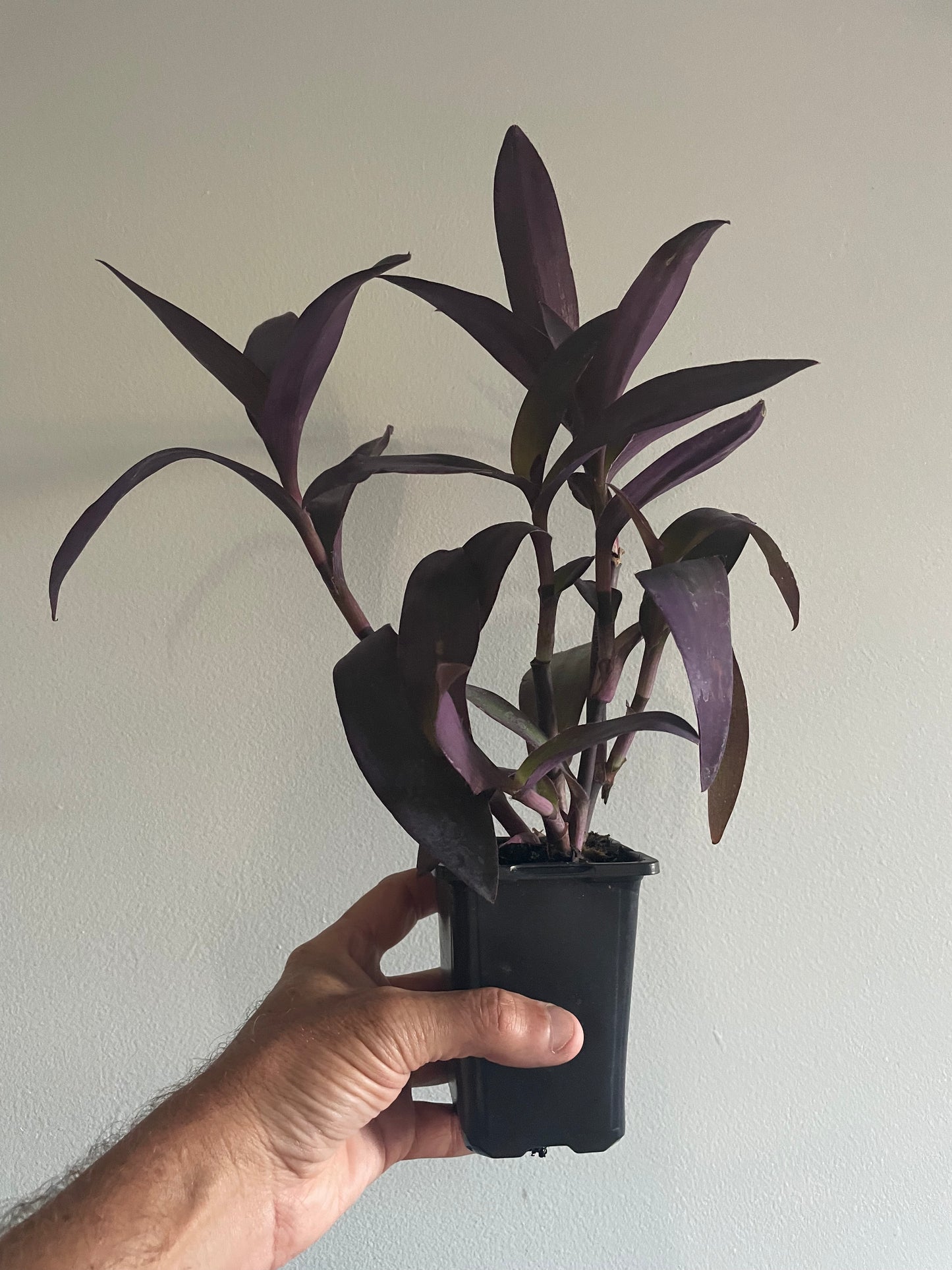 Tradescantia Setcreasea pallida ‘Purple Heart' or ‘Purple Queen’ Houseplant trailing hanging basket plant