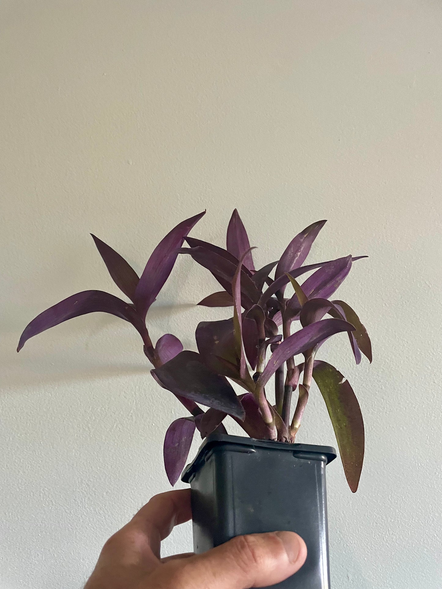 Tradescantia Setcreasea pallida ‘Purple Heart' or ‘Purple Queen’ Houseplant trailing hanging basket plant