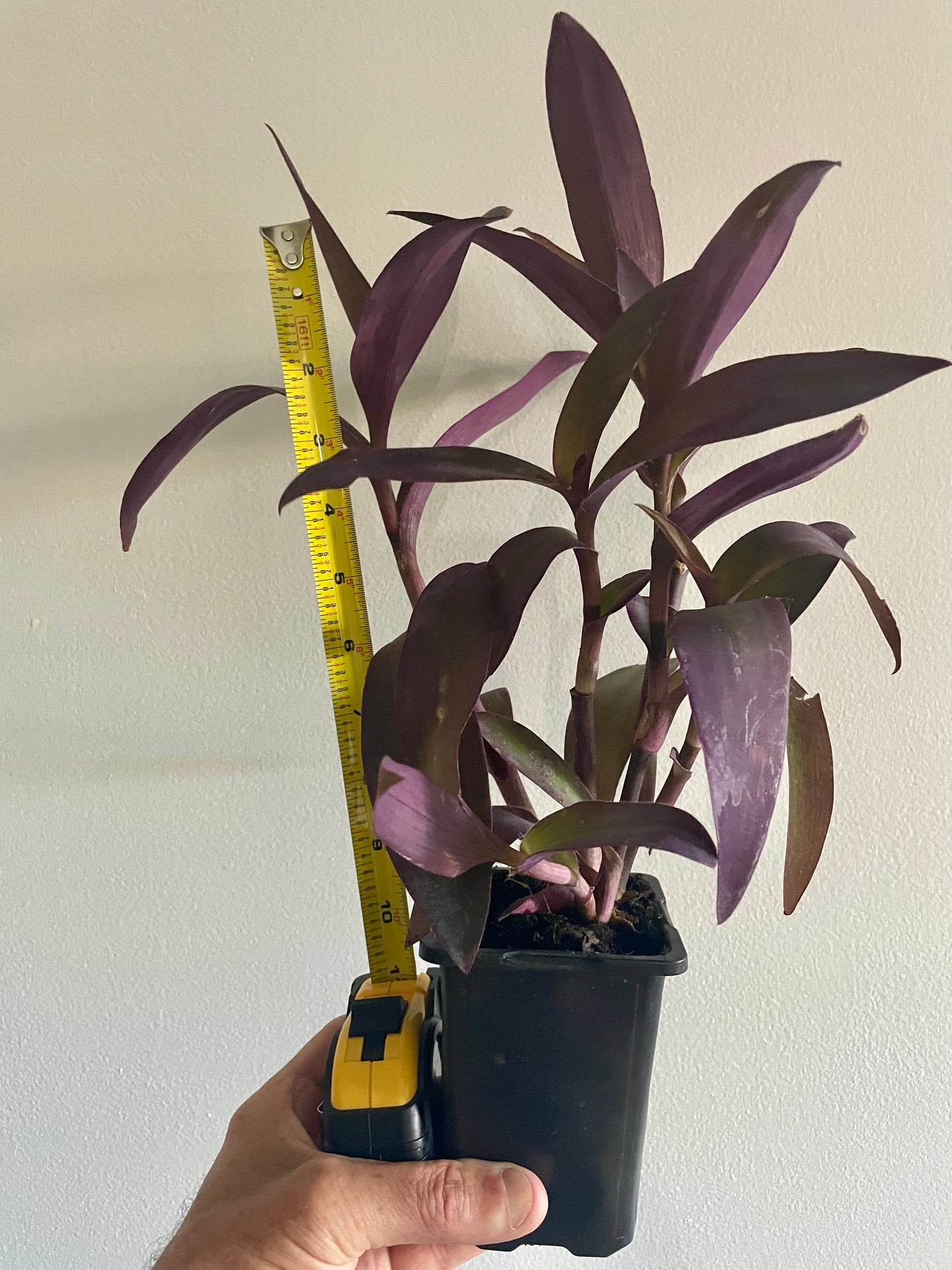 Tradescantia Setcreasea pallida ‘Purple Heart' or ‘Purple Queen’ Houseplant trailing hanging basket plant