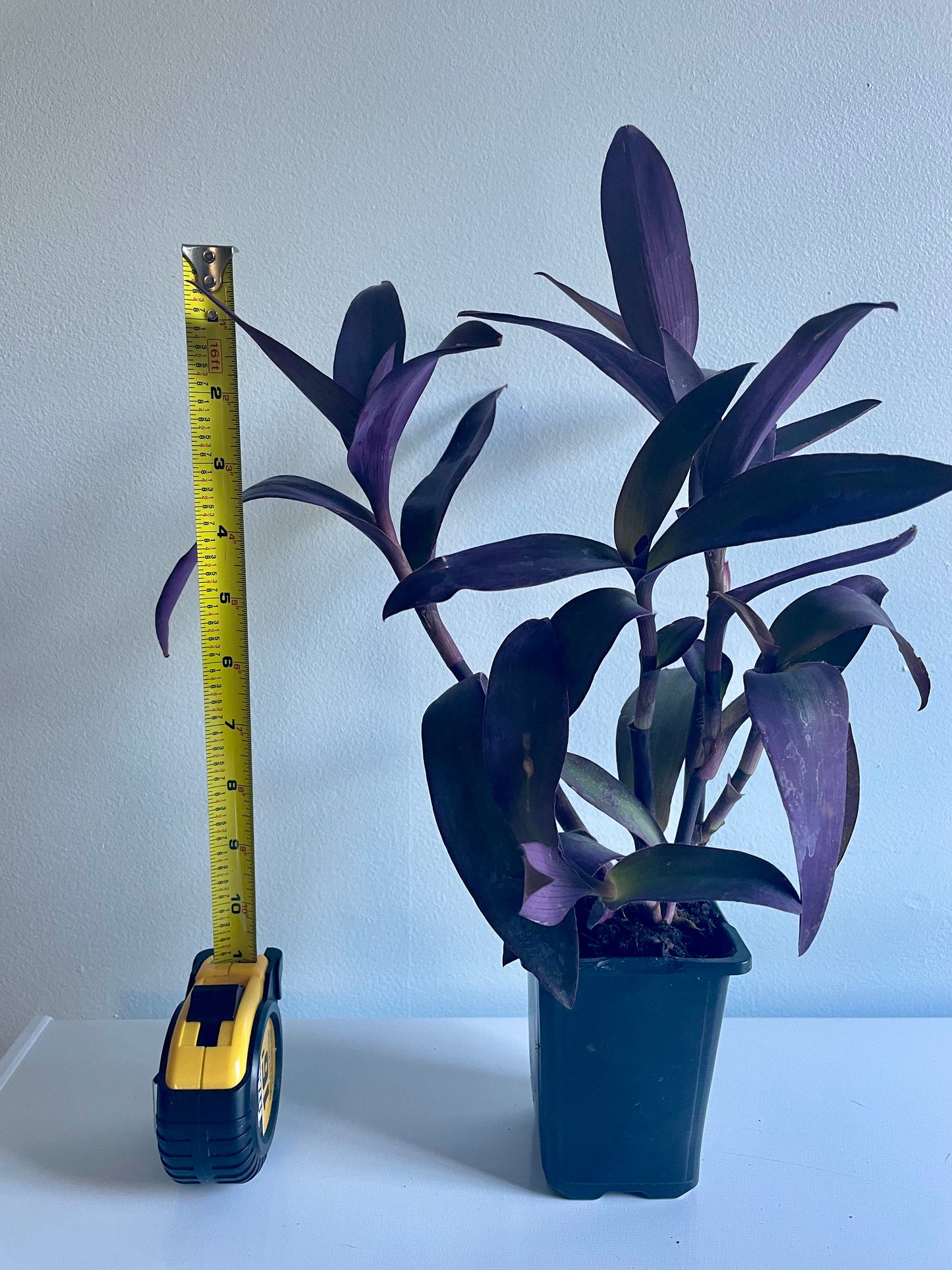 Tradescantia Setcreasea pallida ‘Purple Heart' or ‘Purple Queen’ Houseplant trailing hanging basket plant