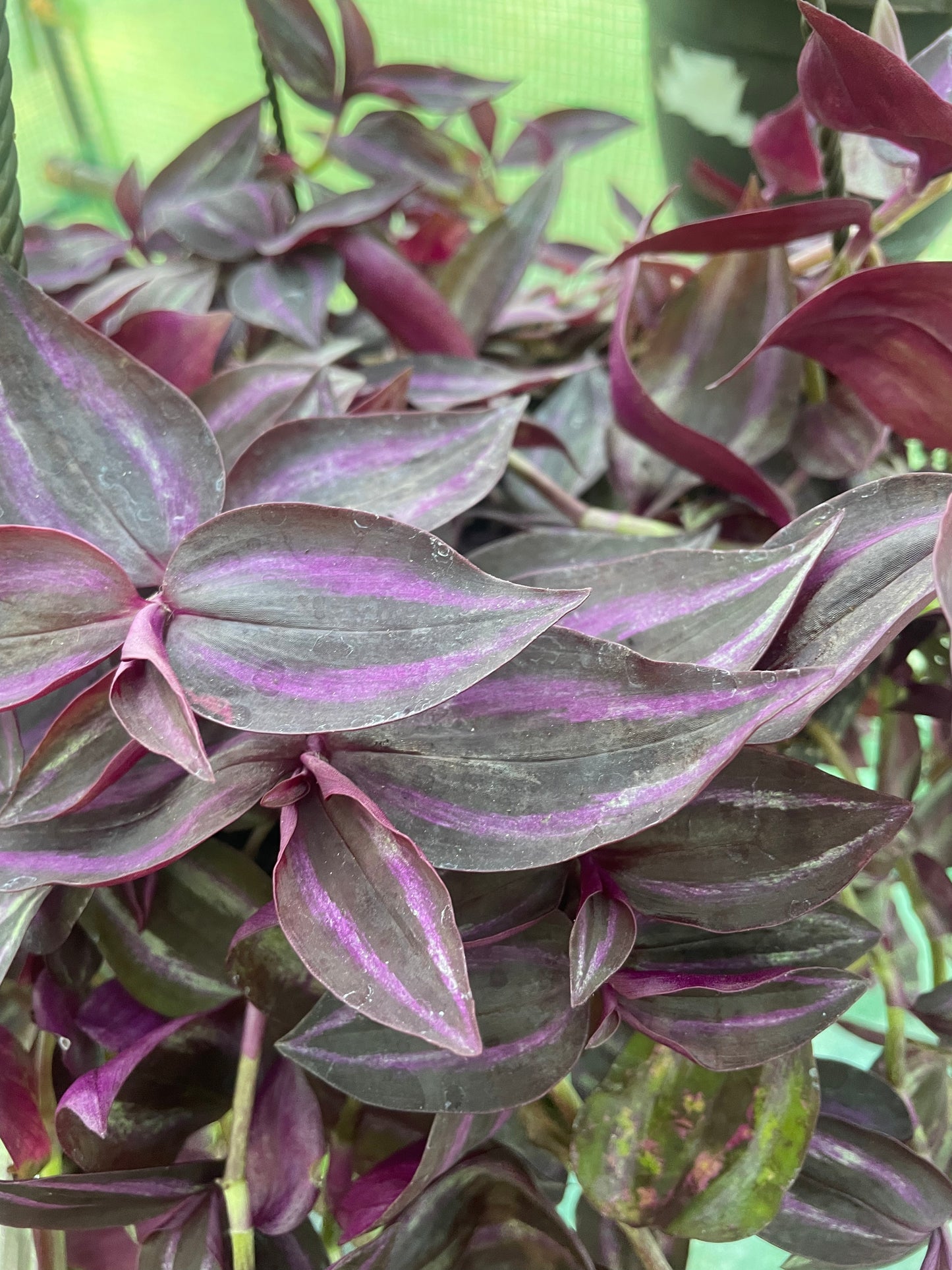 Tradescantia zebrina 'Burgundy' fast growing trailing houseplant x3 starter plug plants.