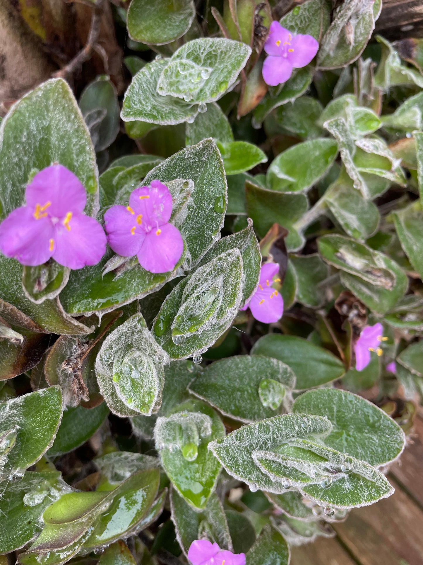 Tradescantia sillamontana 'White velvet' Starter Plug Plants Houseplant