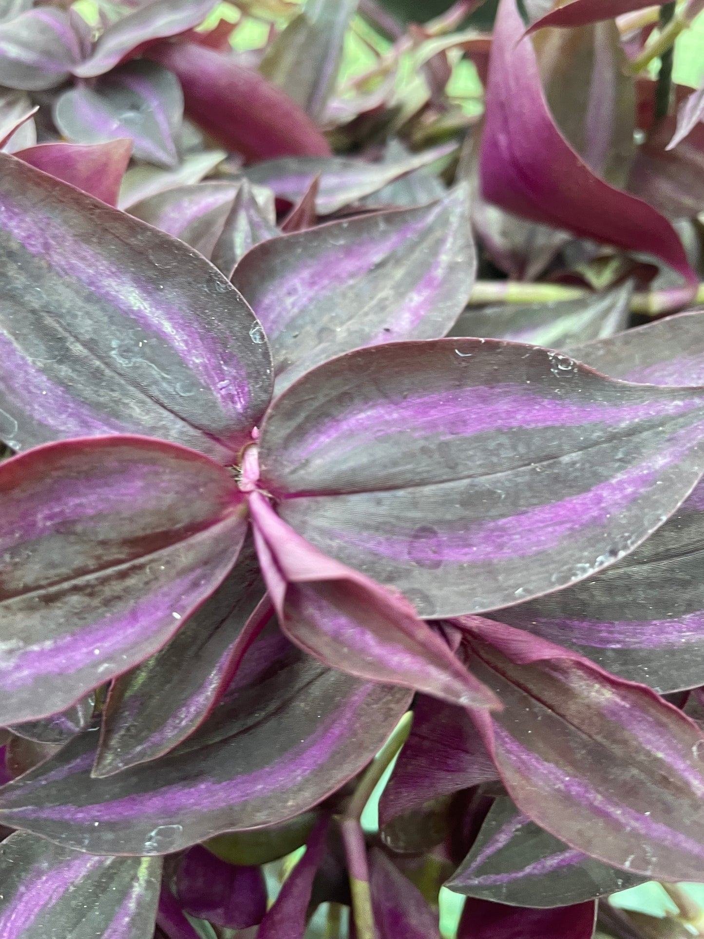 Tradescantia zebrina 'Burgundy' fast growing trailing houseplant x3 starter plug plants.