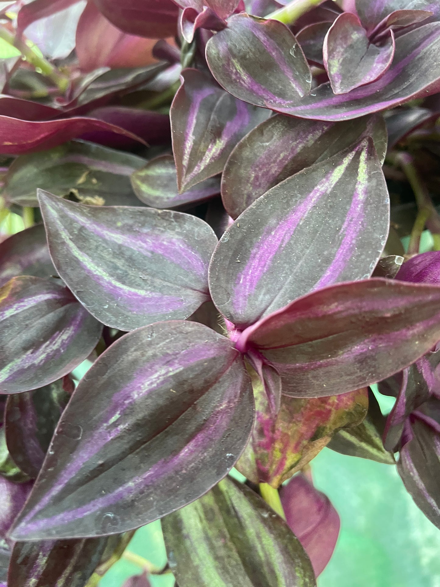 Tradescantia zebrina 'Burgundy' fast growing trailing houseplant x3 starter plug plants.