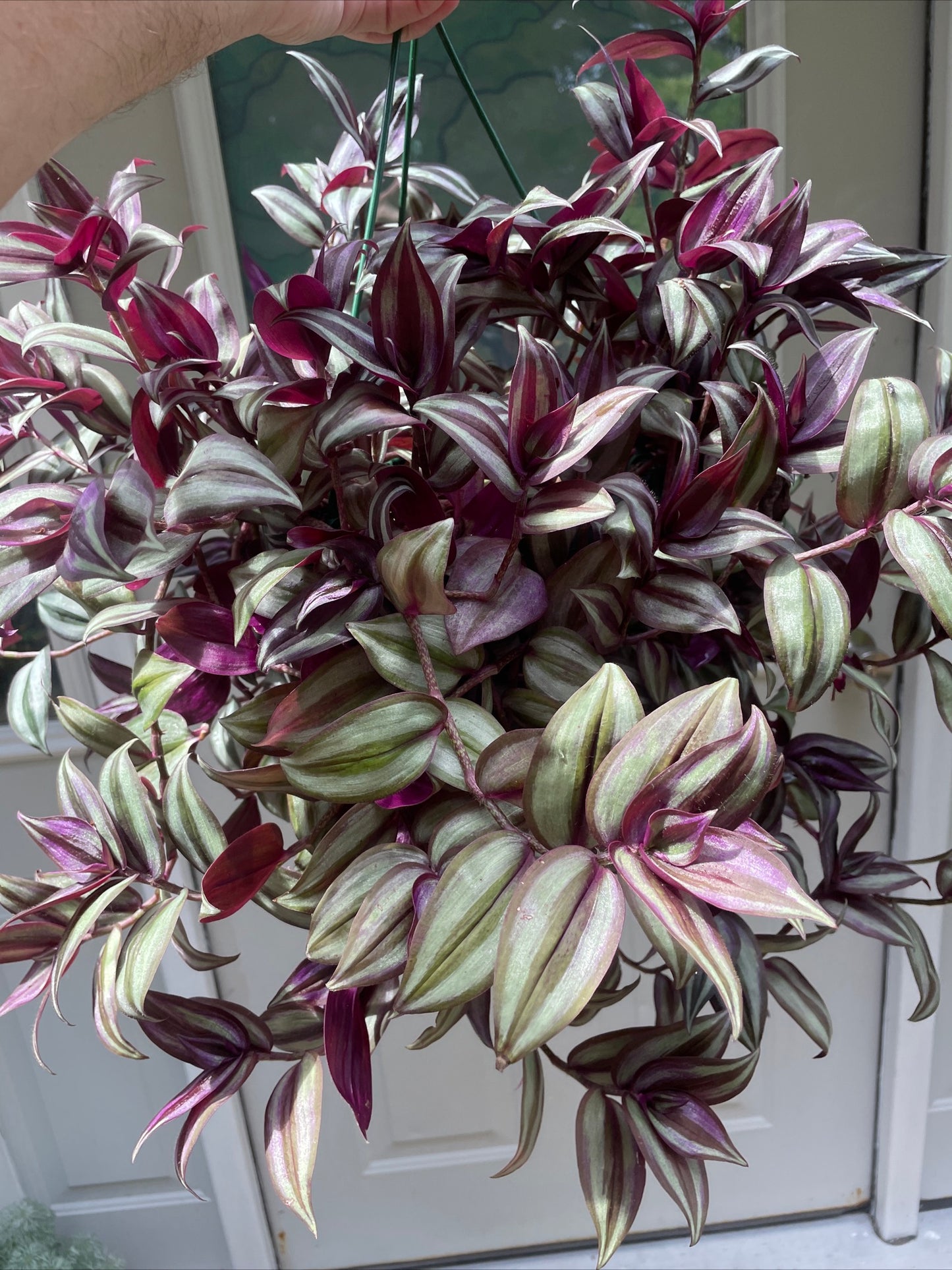 Tradescantia zebrina 'Silver Plus' fast growing trailing houseplant x3 starter plug plants plus $5 heat pack