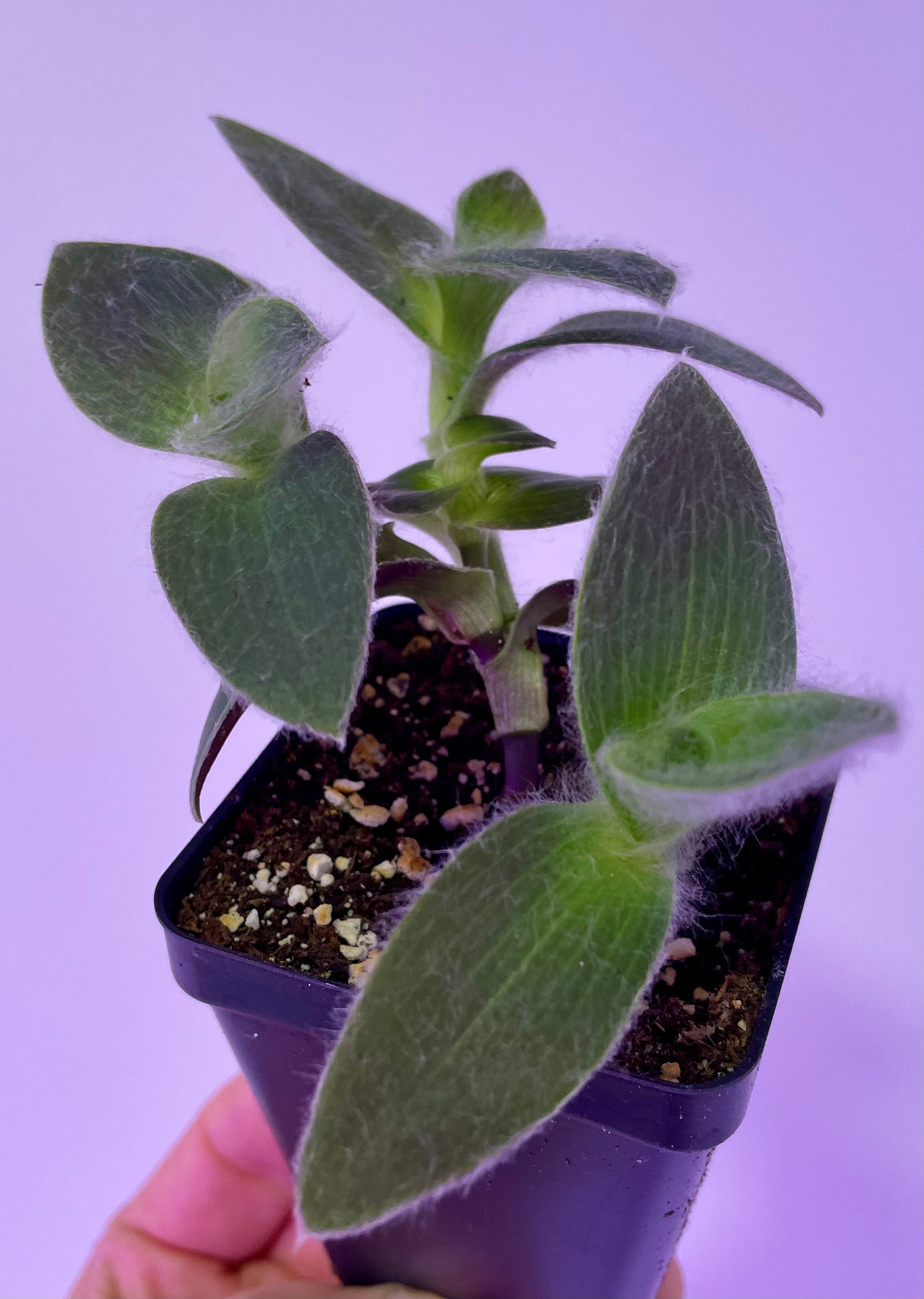 Tradescantia sillamontana 'White velvet' Starter Plug Plants Houseplant