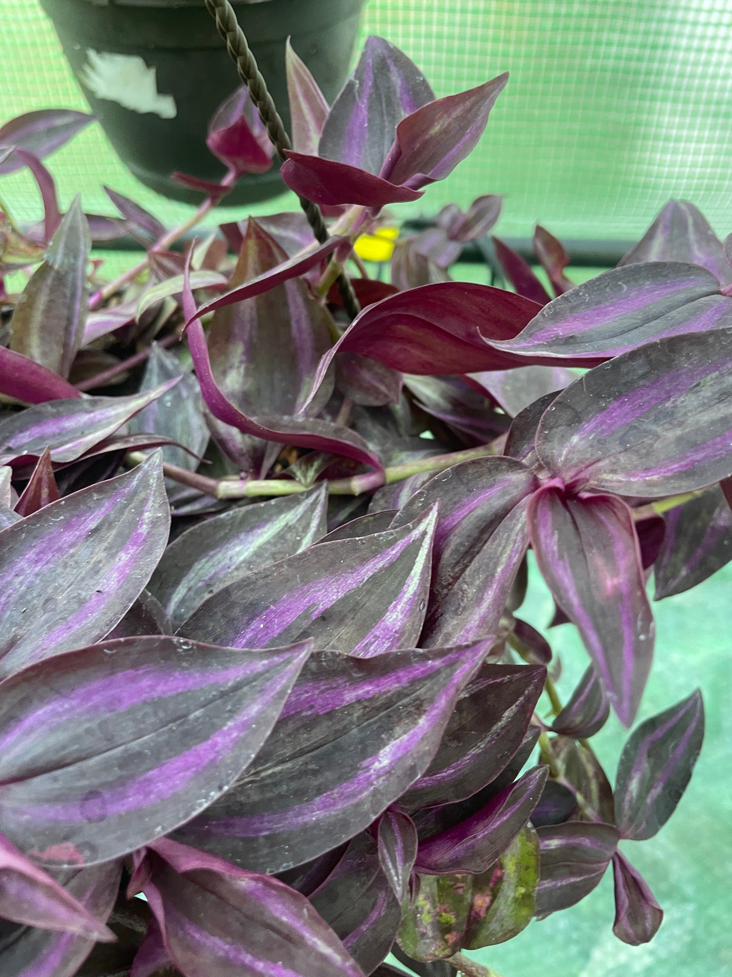 Tradescantia zebrina 'Burgundy' fast growing trailing houseplant x3 starter plug plants.