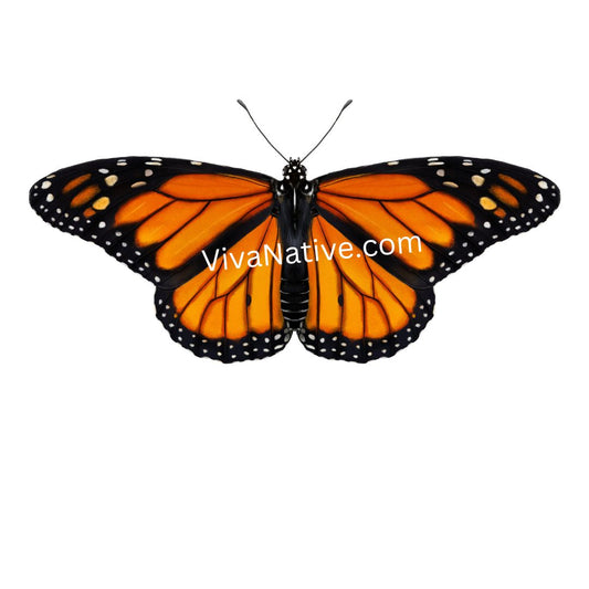 Butterfly Monarch - Images Digital Illustration Wallpaper Desktop Art No Shipping plus bonus images