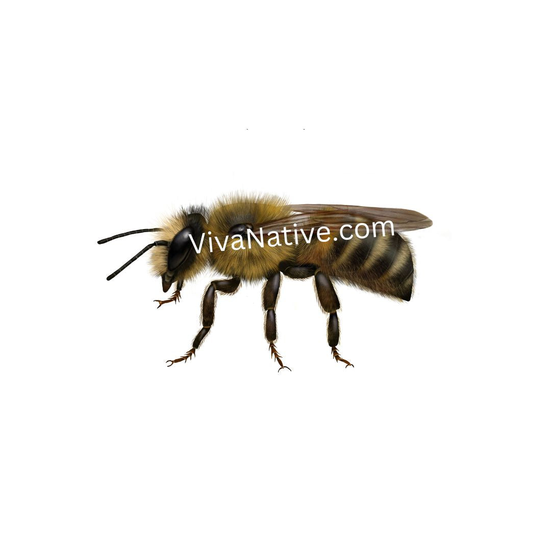 Bee - Images Digital Illustration Wallpaper Desktop Art No Shipping plus Free bonus images