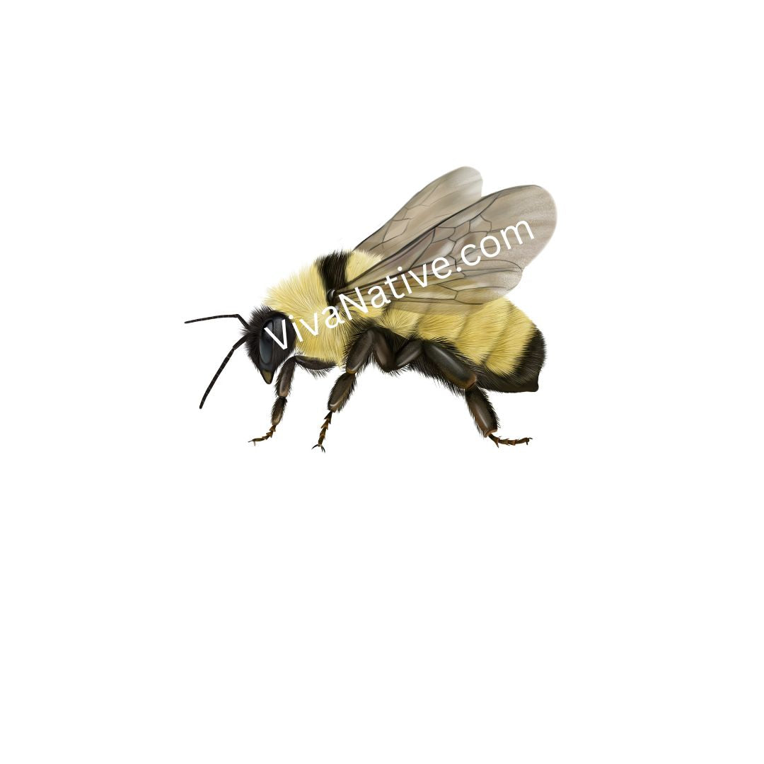 Bee - Images Digital Illustration Wallpaper Desktop Art No Shipping plus Free bonus images