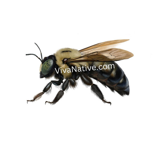 Bee - Images Digital Illustration Wallpaper Desktop Art No Shipping plus Free bonus images