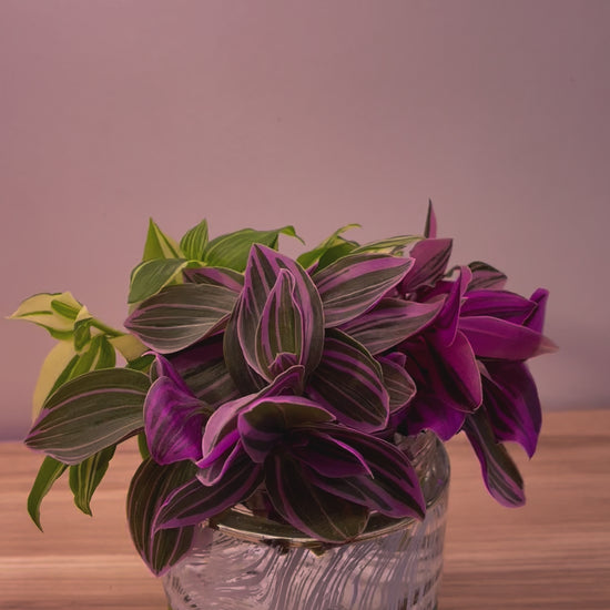 tradescantia valentine rainbow collection