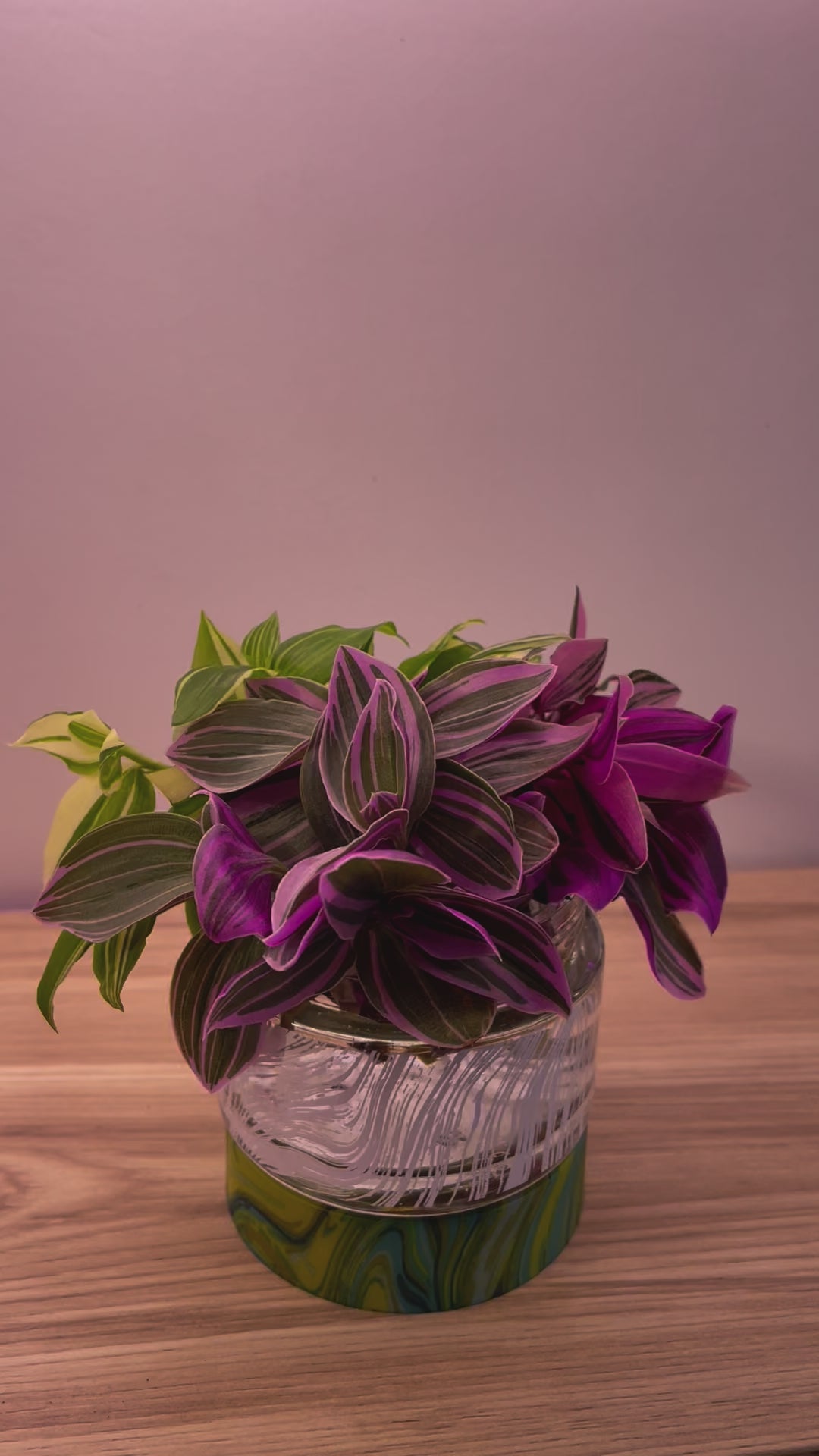 tradescantia valentine rainbow collection